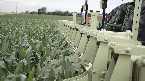 A siker kódját a gének rejtik – A termesztési tényezők hatása a kukoricatermesztés  biztonságára és hatékonyságára