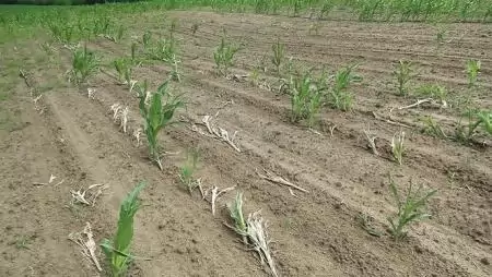 Talajfertőtlenítés startertrágyázással 