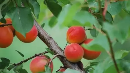 A kertészet erős ágazata a magyar agráriumnak