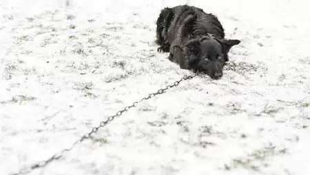 Többet érdemel a láncnál – A kutya tartós megkötése tilos, biztosítani kell a szabad mozgást