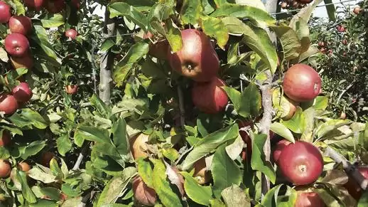 A harmonikus tápanyagellátásért – Segíti vagy akadályozza egymás felvételét  a magnézium és a kálium?