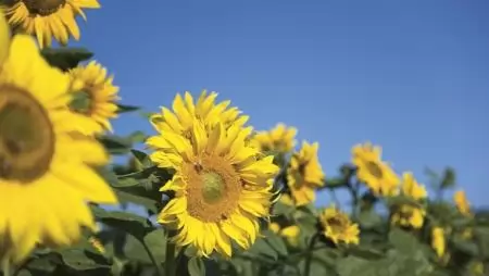 Nyaranta megújuló energiaforrás – Agrotechnikai lehetőségek a sikeres napraforgó-termesztésért
