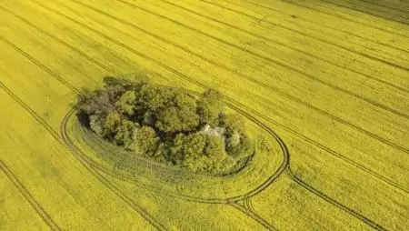 A sikeres repcetermesztés titka