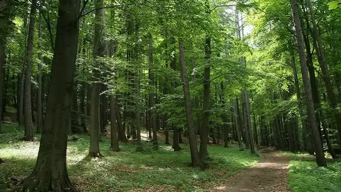 Pályázati forrás nyílt az erdők gazdasági értékének növelésére