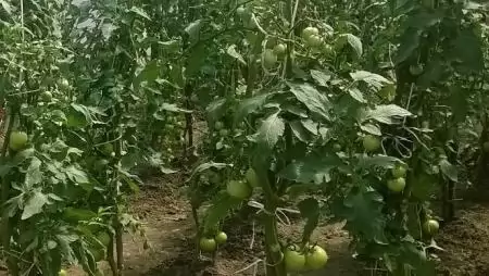 Zsendülés Kecskeméten – Megnyíltak a kertészeti ágazat első pályázatai