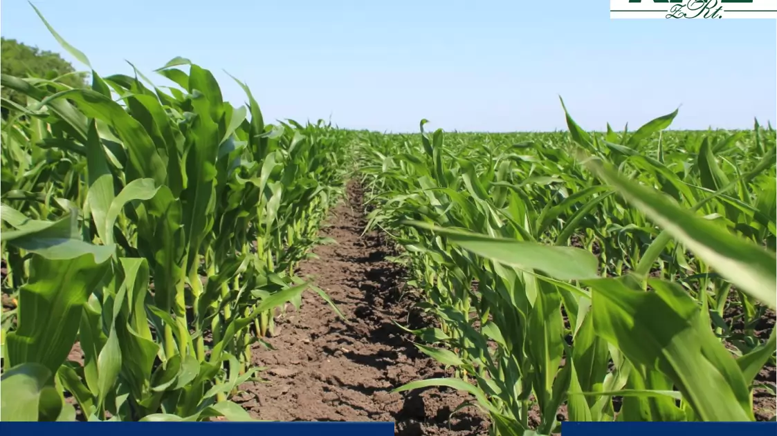 Hogyan növeljük a műtrágyák hatékonyságát baktériumtrágyával?