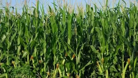 Januárban 4,8 százalékkal nőttek a mezőgazdasági termelői árak