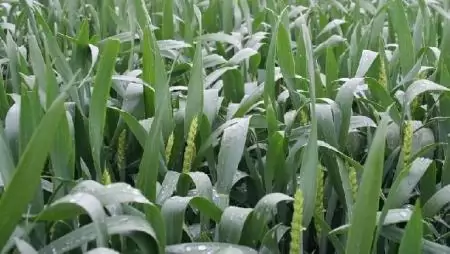 A Magyar Agrárgazdasági Minőség Díj – a kiválók jutalma