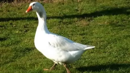 Erősítheti pozícióit a magyar lúdágazat Tajvanon 