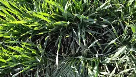 Gombakórokozók elleni hatékony védelem kalászos gabonafélékben