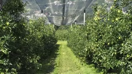 Tartalomhoz a forma – A termésoptimum a megfelelő alakúra metszett koronával érhető el