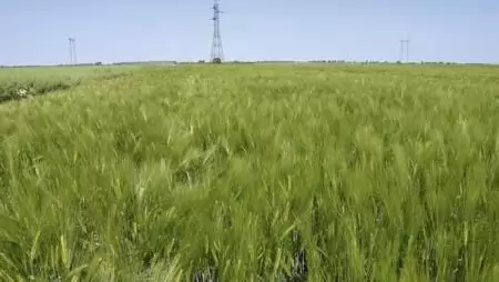 Nyertes őszi árpák Békésben