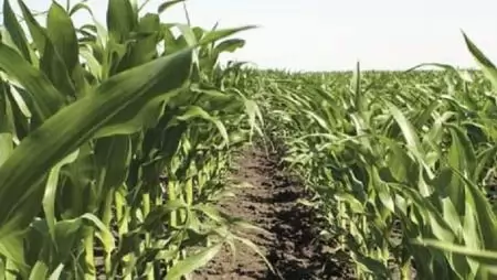 Hogyan növeljük a műtrágyák hatékonyságát? – Starter műtrágyázás és baktériumtrágyázás egy menetben