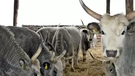 Tanyája egész Hajdúnánás – Földprogrammal segíti a helyieket Szólláth Tibor polgármester