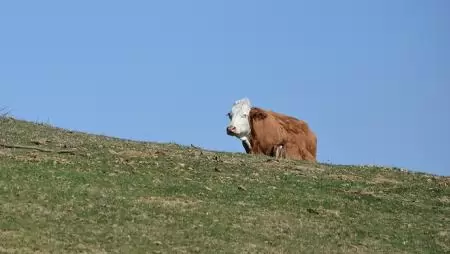 A hobbitok nem kárpótolnak a tejért