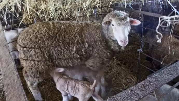 Juh- és kecsketartó telepek korszerűsítése