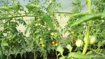 A kertészet erőteljes, stabil ága a magyar agráriumnak