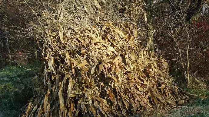 Kétszázezer tonna mezőgazdasági melléktermék felvásárlását tervezi idén a pécsi erőmű