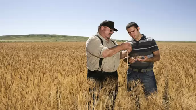 Invazív sárgarozsda fajok Európában