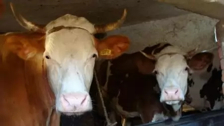 3,6 milliárd forintnyi új csekély összegű támogatás a tejtermelőknek