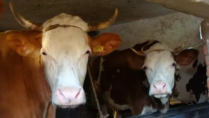 3,6 milliárd forintnyi új csekély összegű támogatás a tejtermelőknek