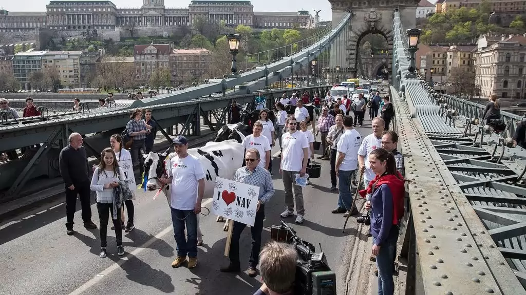 Mintegy félszáz tejtermelő tüntetett hétfőn a fővárosban