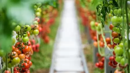Hidropónikus zöldségfarm a sivatagban