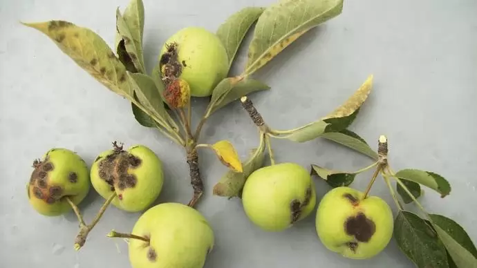 Főellenség az almáskertekben – A leghatékonyabb védekezést  a varasodásrezisztens fajták jelentik