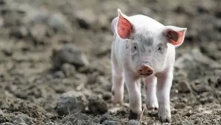 Lesz-e még „malacuk”  a sertéstartóknak?