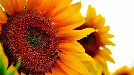 Nagyító alatt a napraforgó – Kórtani vizsgálatok a NÉBIH növényfajta-kísérleti állomásain