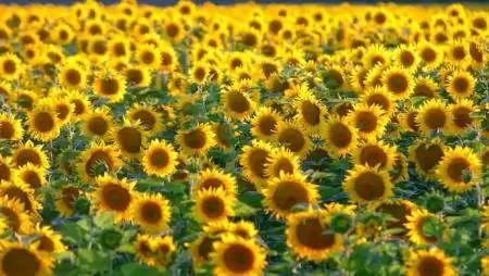 Jól bevált megoldások  a napraforgóban