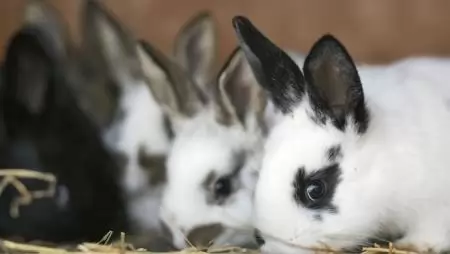 Nem sci-fi, de a jövőbe vezet – Természetes hatású – ezért mestermunka a mesterséges mutáció