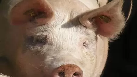 Folytatódik  a sertéskampány? – Külföldi áruházláncok a minőségi  magyar sertéshús népszerűsítéséért