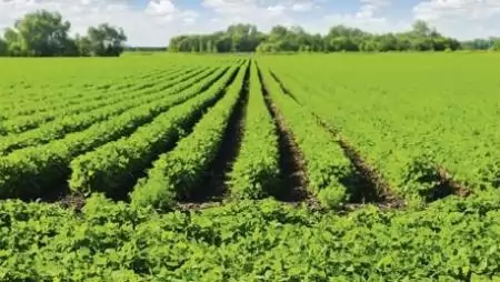 A szója  növényvédelméről –  a gyakorló  növényvédős  szemével
