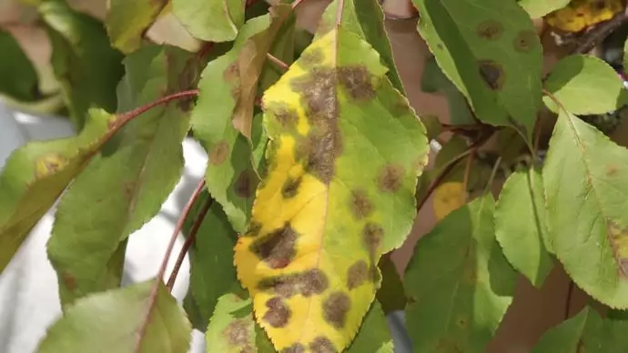 Előrejelzéstől a vegyszerig – Ventúriás varasodás elleni védelem időben és térben