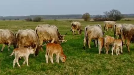 Változtak egyes, állattartókat érintő támogatások