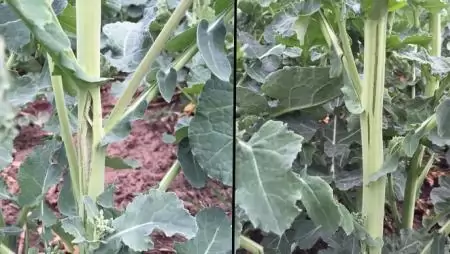 Az okszerű biostimulálás  és a bórhiány megelőzése