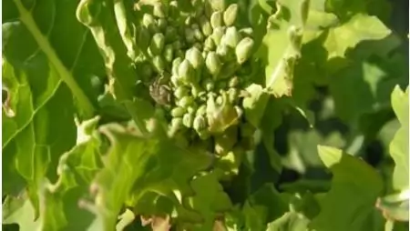  Március végi-április eleji növényvédelmi helyzetkép – Áldott tavasz, áldatlan károsítók