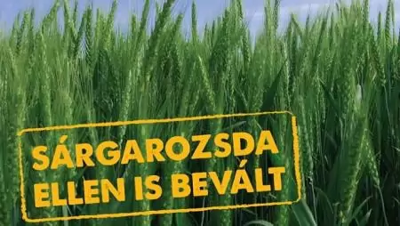 Mystic Pro 500 – sárgarozsda ellen is bevált