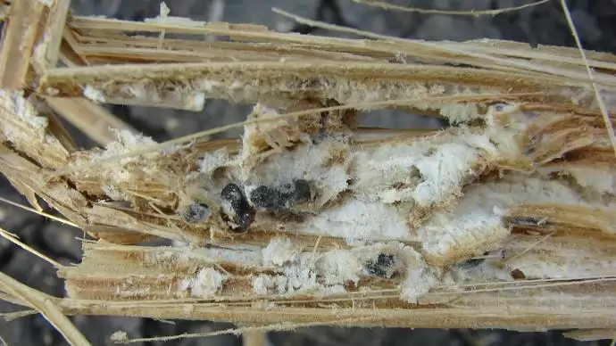 Nagyító alatt a napraforgóhibridek betegség-ellenállósága – Kórtani vizsgálatok a NÉBIH növényfajta-kísérleti állomásain