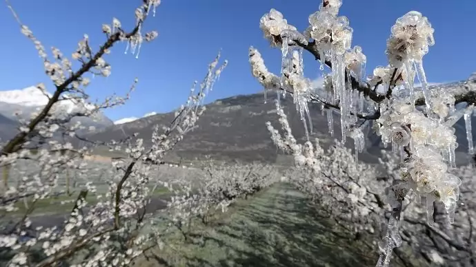  A fagykár mihamarabbi lejelentése szükséges a kárenyhítés érdekében 