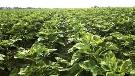 Amalgerol a talajért  és növényért – stresszkezelések