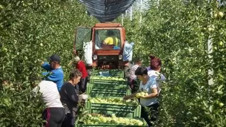 Almadömping: keresik a megoldást