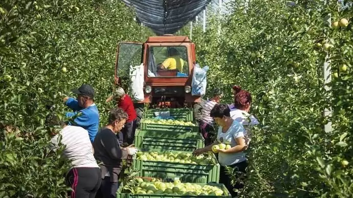 Almadömping: keresik a megoldást