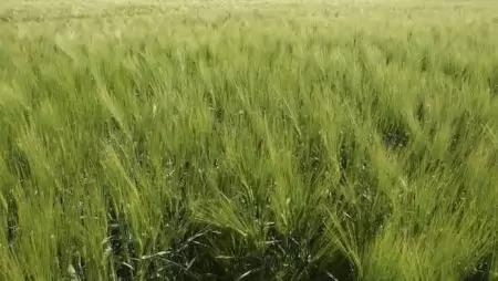 Sikeresen a Bayer Sikér Trióval 