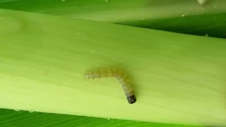 Kukoricamoly – egy (ismét) jelentős kártevő