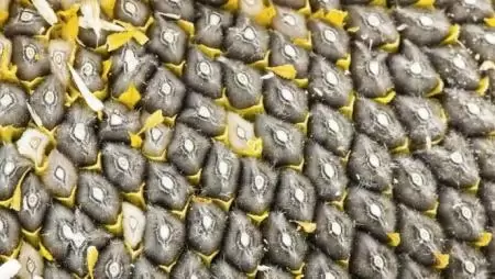 Küzdelem a napraforgó  gombabetegségei ellen