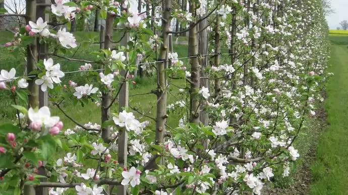 Virágzó alapok –  gyümölcsöző kapcsolat – Naturalma, egy jól működő rendszer