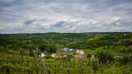 Mi már tudjuk, hogy mi a lisztharmat elleni védekezés 5 alapelve!