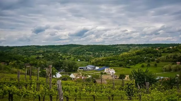 Mi már tudjuk, hogy mi a lisztharmat elleni védekezés 5 alapelve!